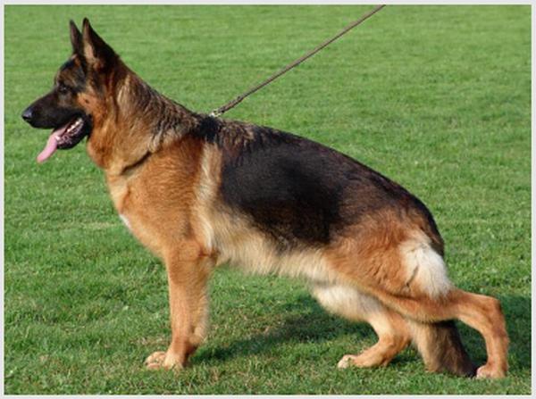 Yack von der  lindenhayner  flur