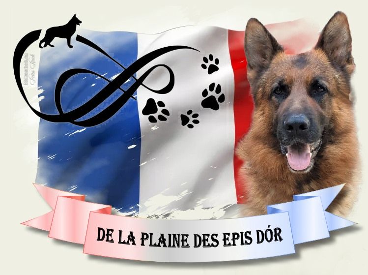 de la Plaine des Epis d'Or -  CHIOTS BA A  POIL COURT & A  POIL LONG 